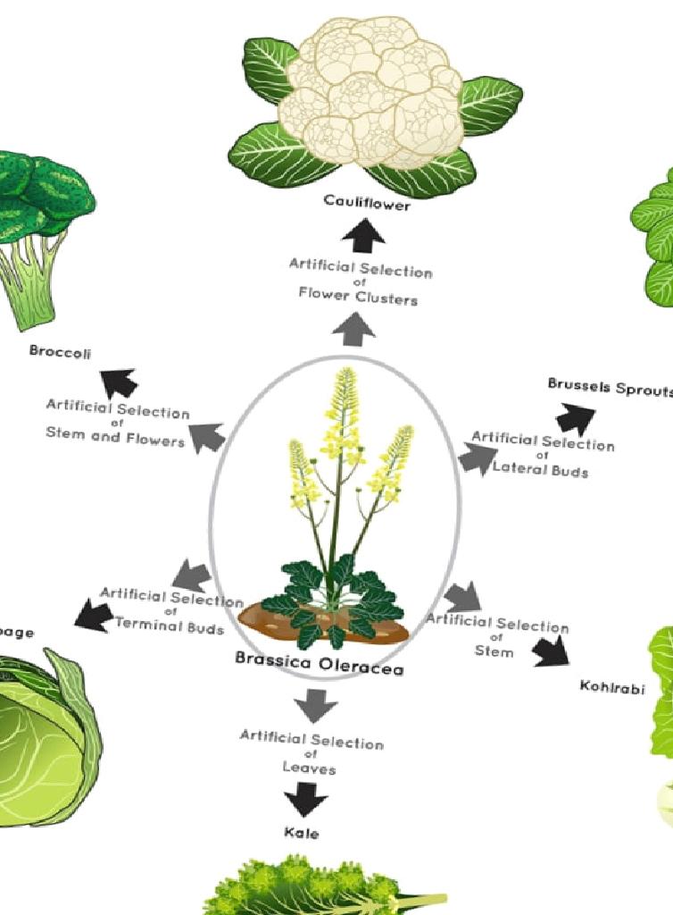 The Evolution of Brassica Oleracea