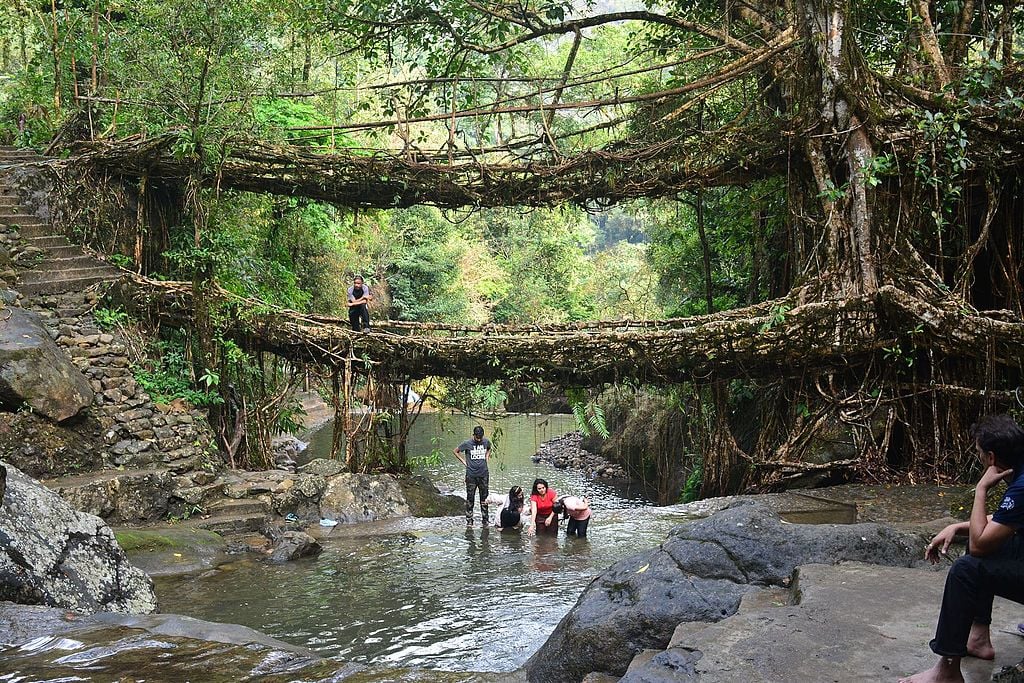 Living Bridges: The Marvel of Ficus Elastica in Meghalaya