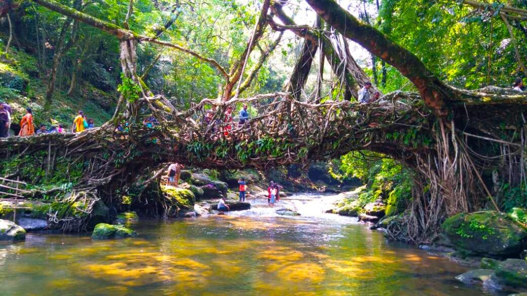 Ficus Elastica Strangles Its Host