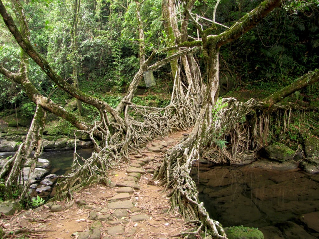 Roots of Ficus Elastica Are Used for Building Bridges