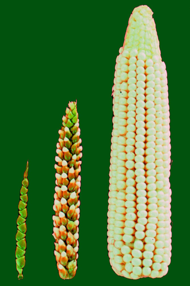 Example Of Corn