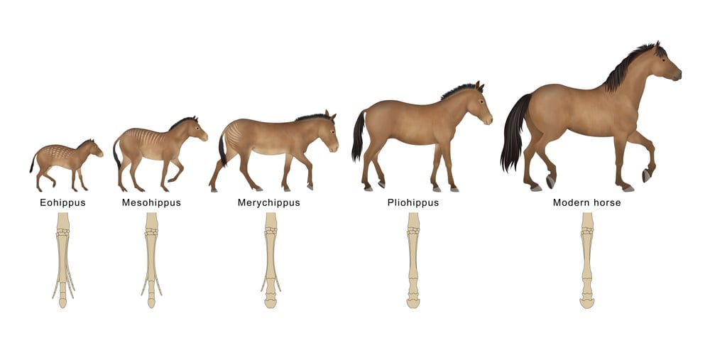 Adaptive Evolution Can Occur Over A Relatively Short Period Of Time