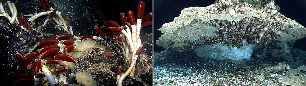 Chemosynthesis Chemistry: How It Works